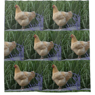 Rideaux De Douche Poulet de couleur chamois d'Orpington