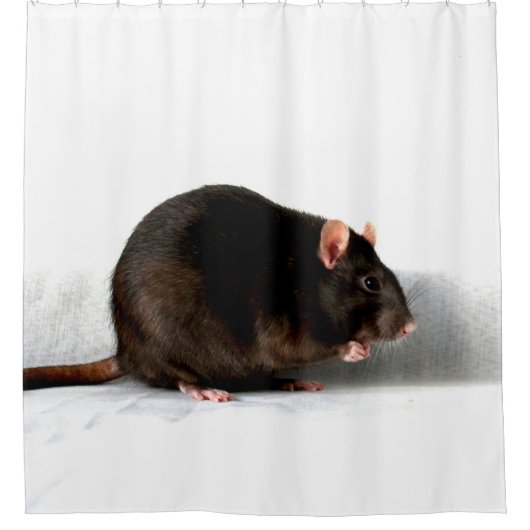 Rideaux De Douche Rat sccna (Devant)
