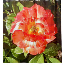 Rose du jour ensoleillé.......