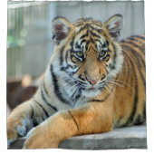 Rideaux De Douche Tigre 034 (Devant)