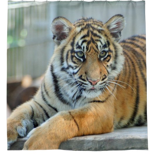 Rideaux De Douche Tigre 034 (Devant)