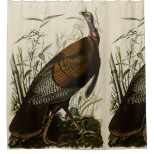 Rideaux De Douche Turquie sauvage (mâle) des oiseaux d'Amérique d'Au