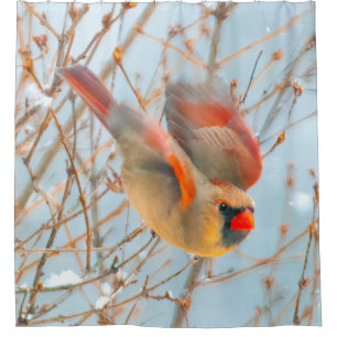 Rideaux De Douche Vol Cardinal Nord - Photo originale