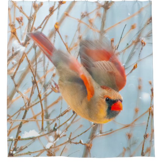 Rideaux De Douche Vol Cardinal Nord - Photo originale (Devant)