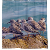 Rideaux De Douche Young Ruddy Turnstones (Devant)