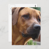 Ridgeback-Briefkaart Rhodezische Ridgeback Briefkaart (Voorkant / Achterkant)