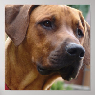Ridgeback Dog-printer voor Rhodezesisch Ridgeback Poster
