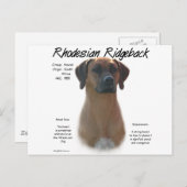 Ridgeback History-ontwerp voor Rhodezische Ridgeba Briefkaart (Voorkant / Achterkant)
