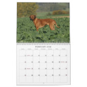 Ridgeback-kalender Rhodezische Ridgeback 2011 Kalender (Feb 2026)
