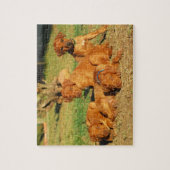 Ridgeback-puppies Rhodezische puzzel (Verticaal)