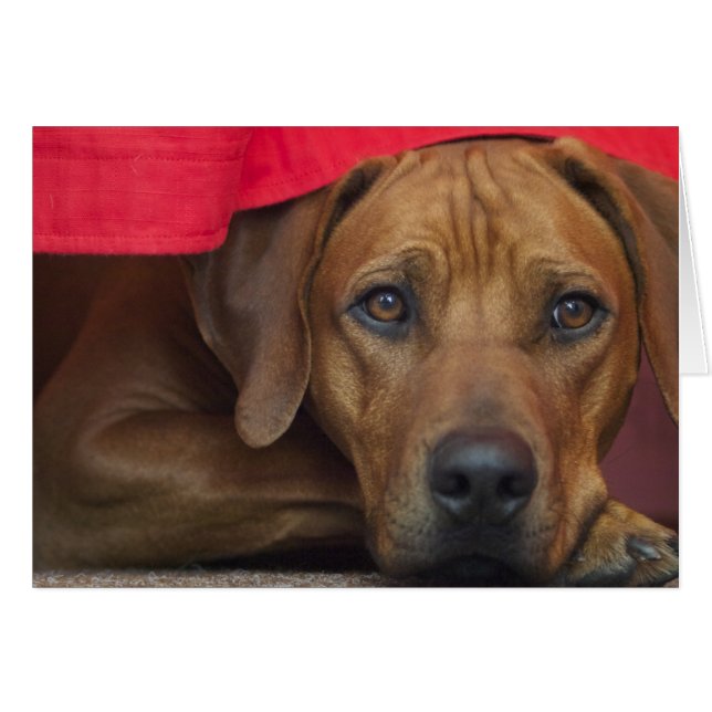 ridgeback rhodésien (Devant Horizontal)