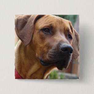 Ridgeback Square Pin Rhodesiaans Vierkante Button 5,1 Cm