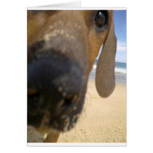 Ridgeback Stuff