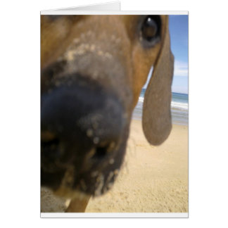 Ridgeback Stuff