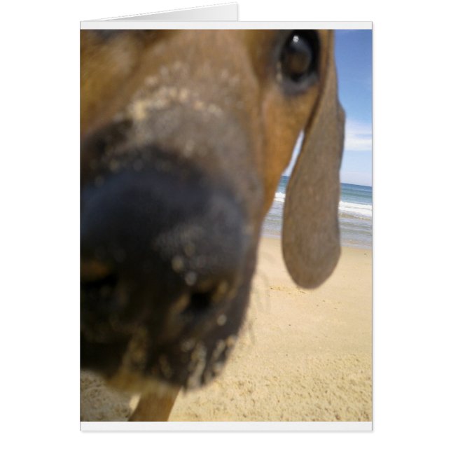 Ridgeback Stuff (Voorkant)