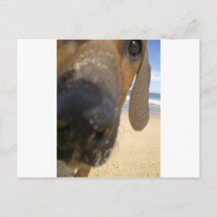 Ridgeback Stuff Briefkaart