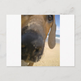 Ridgeback Stuff Briefkaart