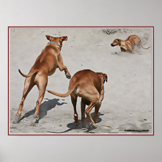 Ridgebacks' Fun op strand - Gepersonaliseerd Poster