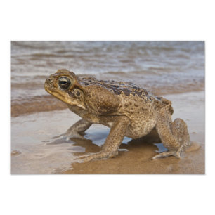 Rietpad Rhinella marina, voorheen Bufo Foto Afdruk