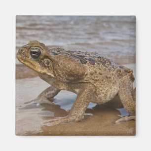 Rietpad Rhinella marina, voorheen Bufo Magneet
