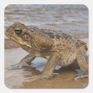Rietpad Rhinella marina, voorheen Bufo Vierkante Sticker