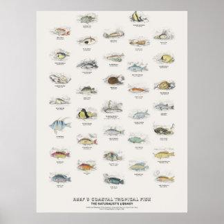 Rif- en Kust Tropische Vissen-Naturalist's Bibliot Poster