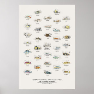 Rif- en Kust Tropische Vissen-Naturalist's Bibliot Poster