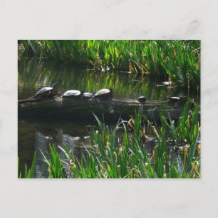 Rij schildpadden groene natuur foto briefkaart