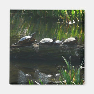 Rij schildpadden groene natuur foto magneet