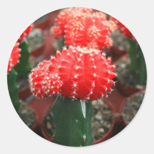 Rij van Cactussen Sticker