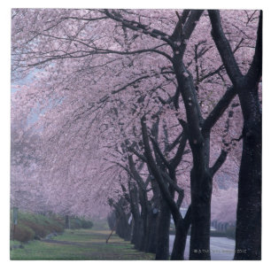 Rij van cherryblossom-bomen tegeltje