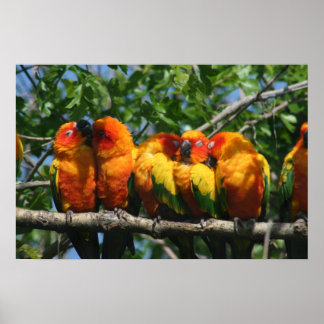 Rij van Cute Little Parrots Snuggling Poster