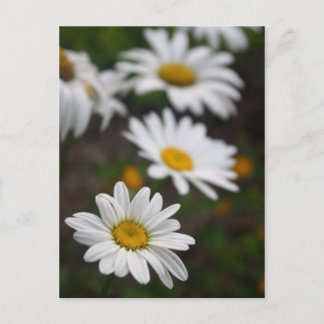Rij van Daisies Briefkaart