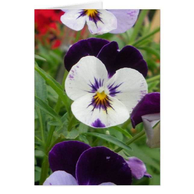 Rij van Pansies (Voorkant)