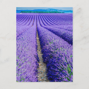 Rijen lavendel, Provence, Frankrijk Briefkaart