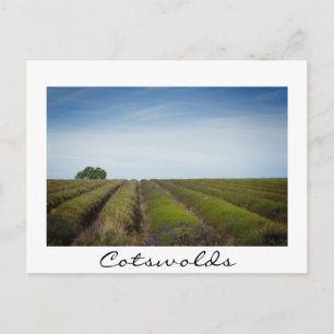 Rijen van lavendel na de oogst wit briefkaart