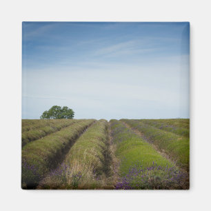 Rijen van lavendel na de oogstmagneet magneet
