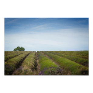 Rijen van lavendel na fotoafdrukken van de oogst foto afdruk