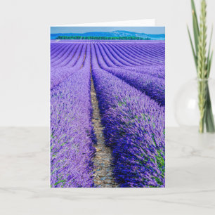 Rijen van Lavender, Provence, Frankrijk Kaart