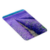Rijen van Lavender, Provence, Frankrijk Magneet (Rechterzijde)