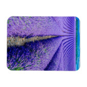 Rijen van Lavender, Provence, Frankrijk Magneet (Horizontaal)