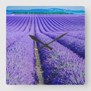 Rijen van Lavender, Provence, Frankrijk Vierkante Klok