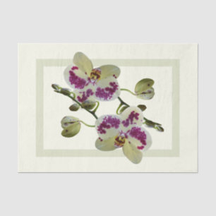 Rijke Bleke Gele Orchideeën Papier Tissue Gifts