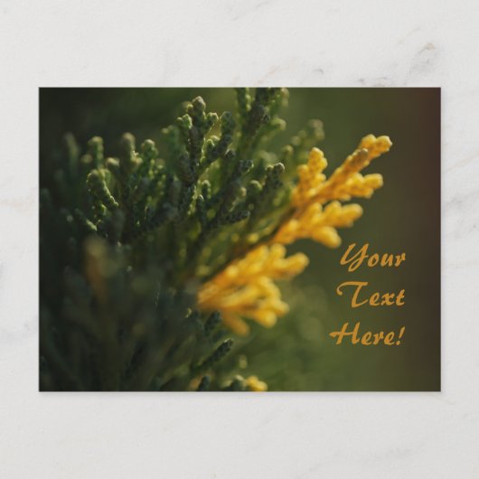 Rijke groene warme gele plant foto ansichtkaart briefkaart (Voorkant)