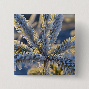 Rijp op groenblijvende boom, Homer, Alaska Vierkante Button 5,1 Cm