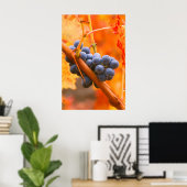 rijpe druiven in wijngaarden poster (Thuiskantoor)