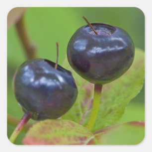 Rijpe huckleberries in de Flathead National 2 Vierkante Sticker