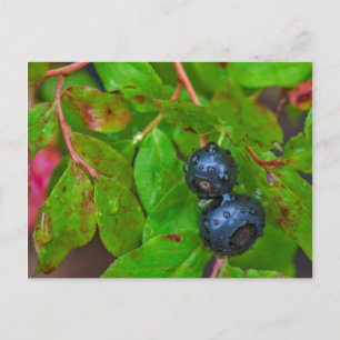 Rijpe huckleberries in een lichte regen briefkaart