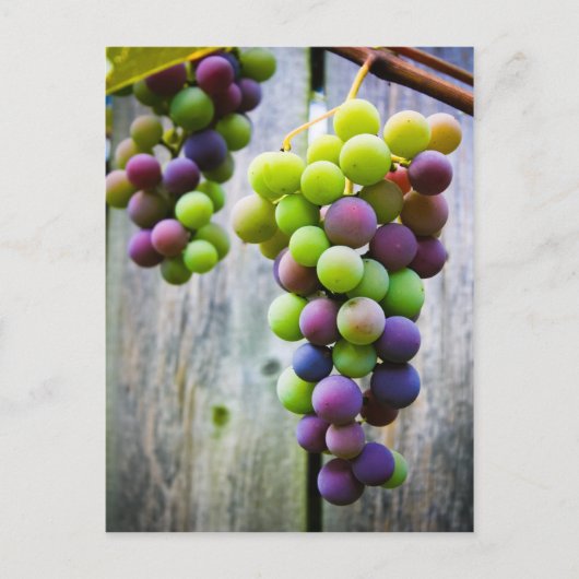 rijpende druiven briefkaart (Voorkant)