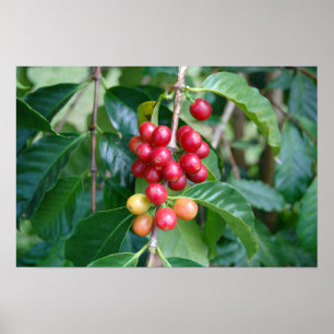 Rijpende Kona-koffiebes, Hawaï Poster